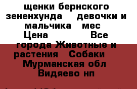 щенки бернского зененхунда. 2 девочки и 2 мальчика(2 мес.) › Цена ­ 22 000 - Все города Животные и растения » Собаки   . Мурманская обл.,Видяево нп